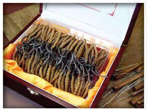 竹山冬虫夏草回收